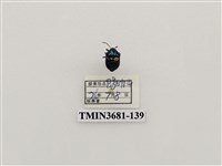 藏品(紅緣亮盾椿)的圖片